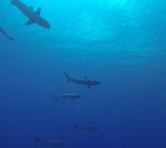 mostly black-tip reef sharks, curious but otherwise relatively harmless to divers nearby